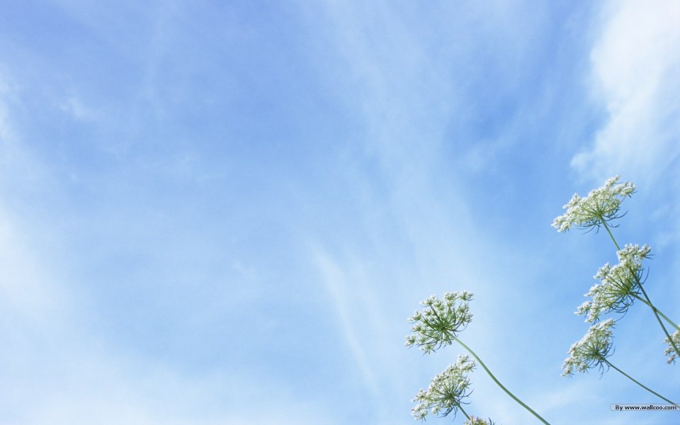 White Flowers In Bright Sky Nature Wallpaper