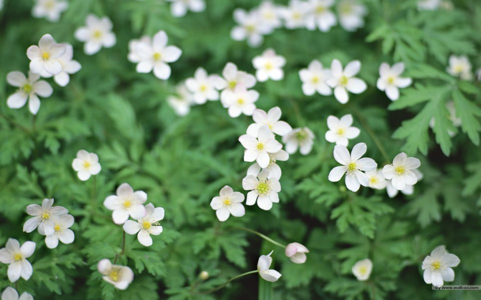 Japanese Spring White Flowers And Green Leaves