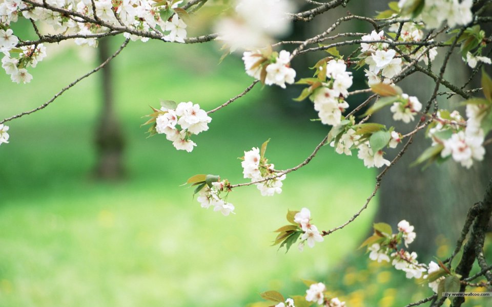 Japanese Spring Sakura Blooming