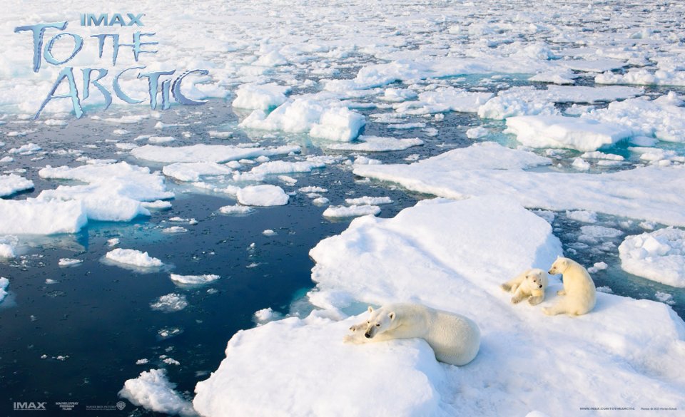 Polar Bears On Arctic Ice