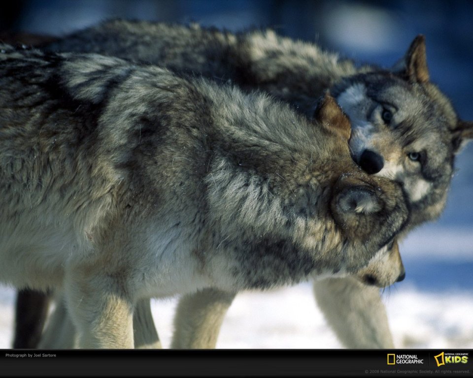 Two Wolves Interacting In Snow