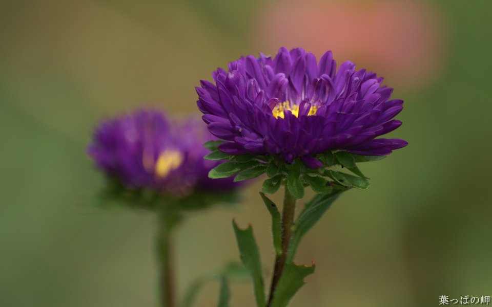 日本叶っぱの岬的紫色菊花写实摄影