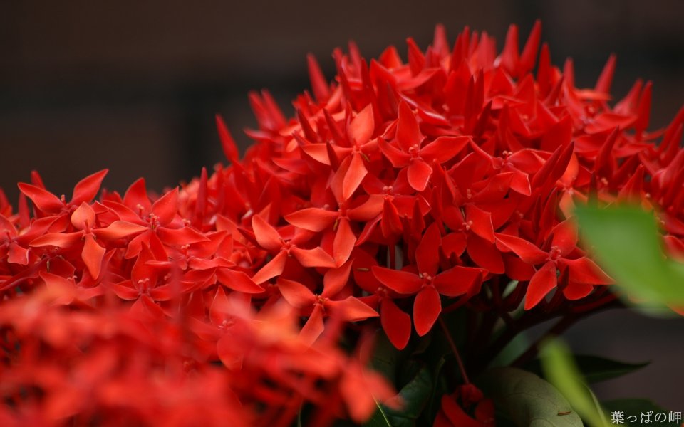 Red Ixora Flower Special Closeup