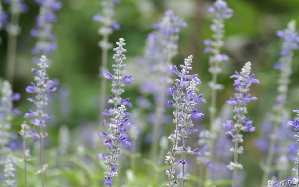 Purple Lavender In Japanese Garden