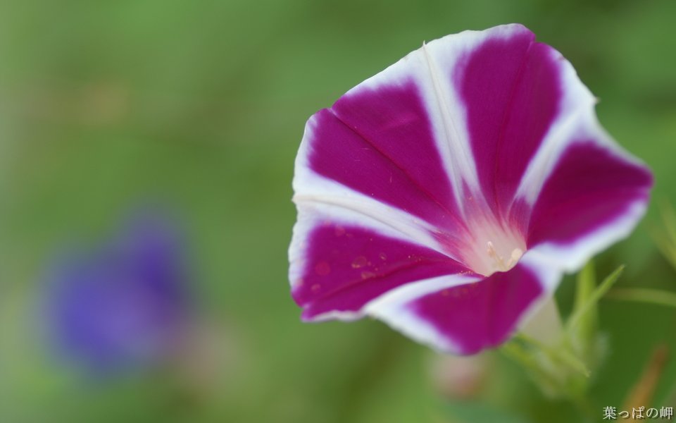 Japanese Style Purple White Morning Glory Special