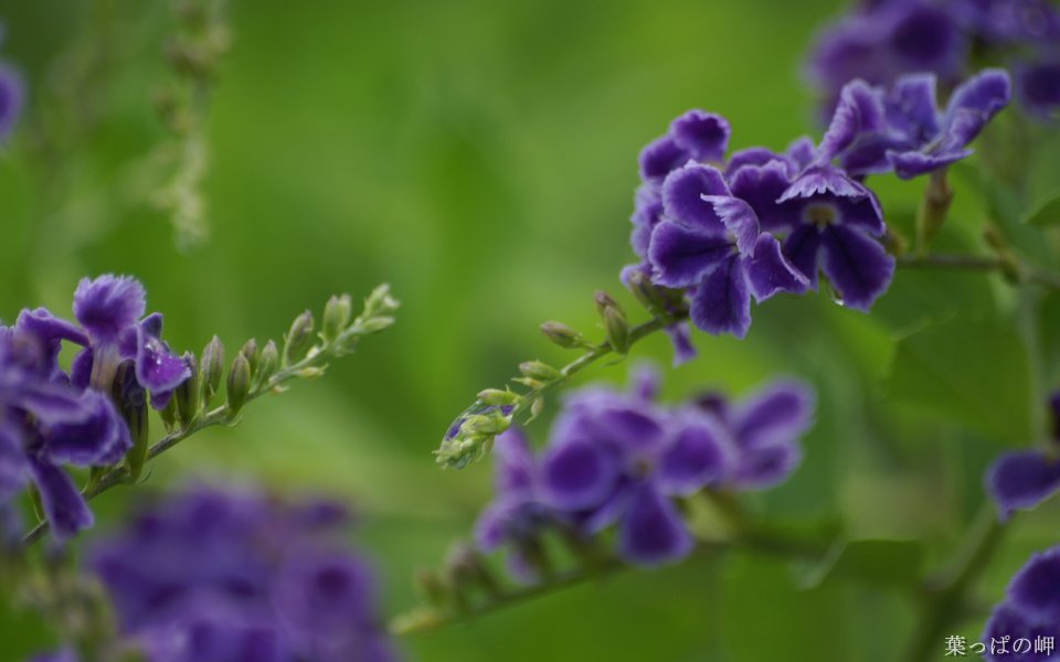 Microscopic Realistic Purple Flower Snapshot