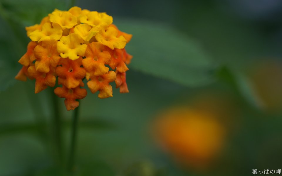 曼陀罗花的橙黄之美