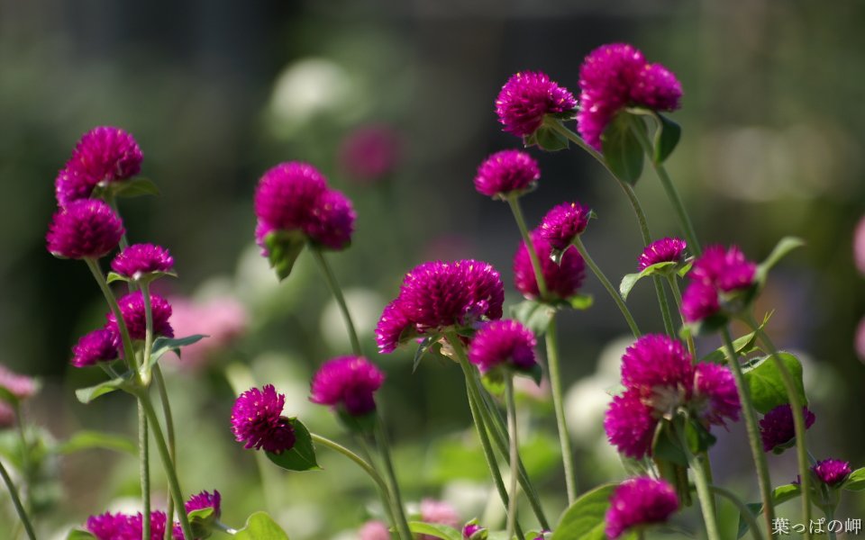 Japanese Spring Purple Statice Flowers Photography