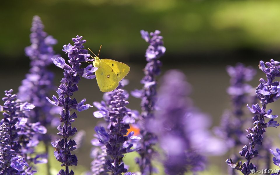 Yellow Butterfly On Purple Lavender