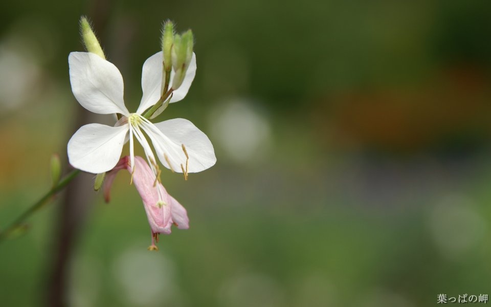 Japanese Nature Flower White Pink Bloom