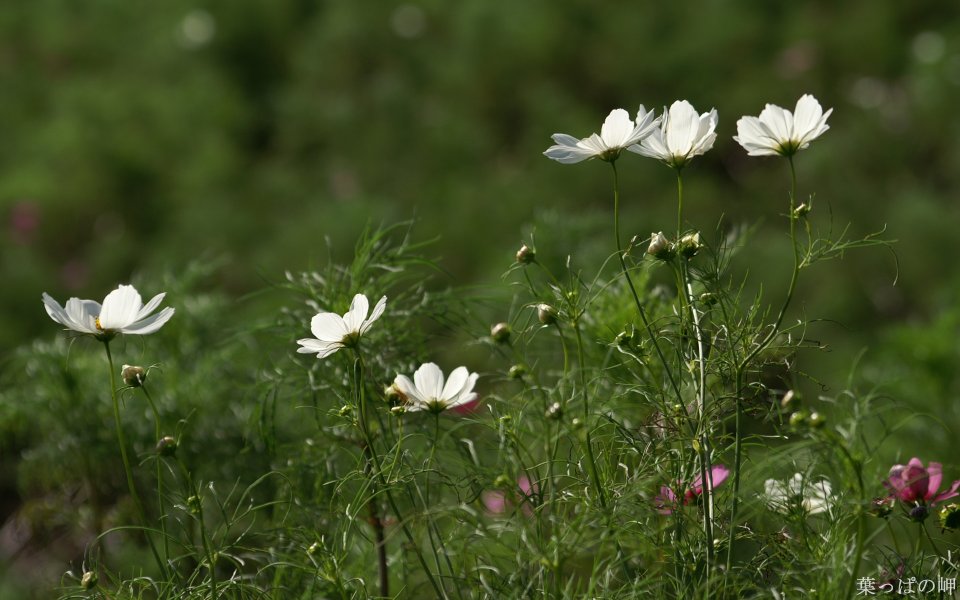 White Cosmos In Japanese Garden