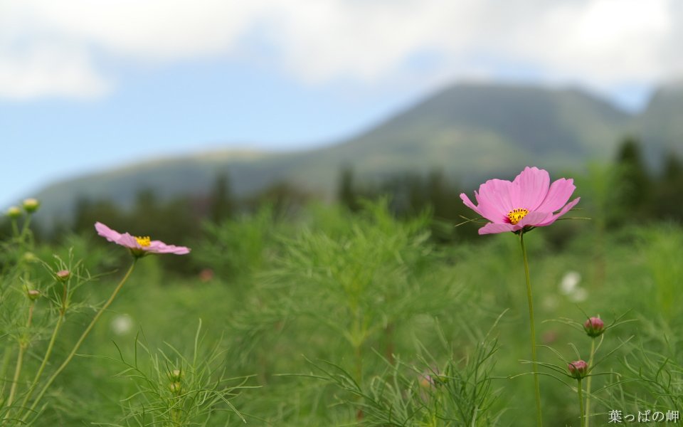 日本山间粉花绿意：波斯菊的宁静之美