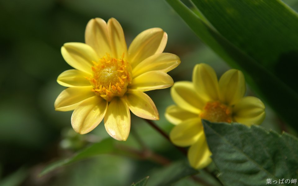 Japanese Spring Dahlia Portrait