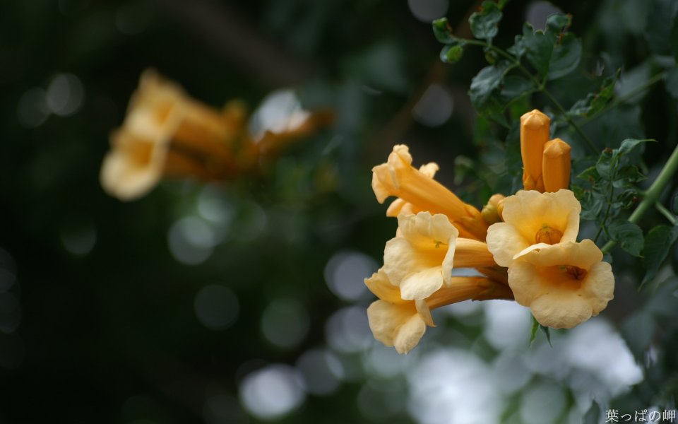 Yellow Flower Special Closeup Nature Calmness