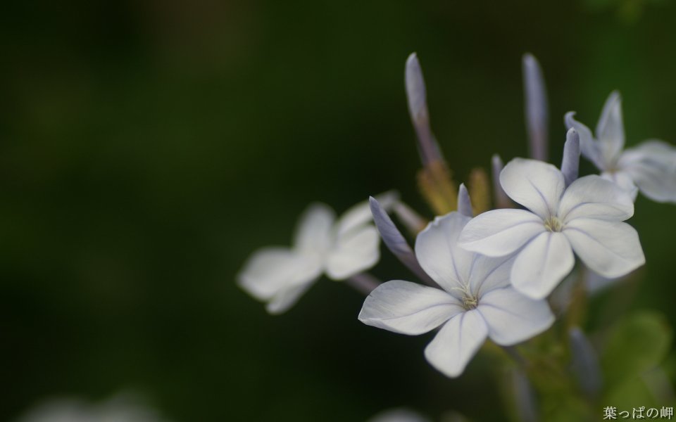 蓝花丹「白花绽放」