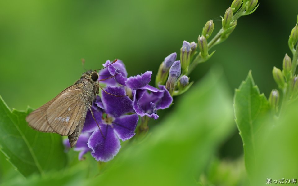 Butterfly On Purple Flower Nature Calmness