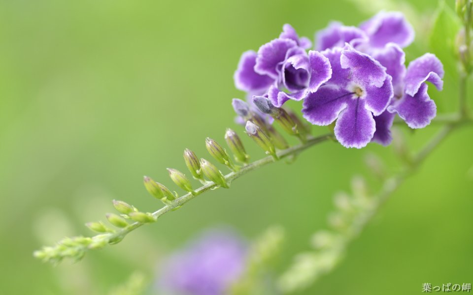 紫色花卉特写：细腻纹理与清新绿意