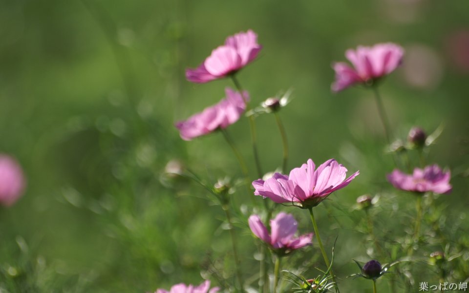 Spring Pink Cosmos Nature Beauty