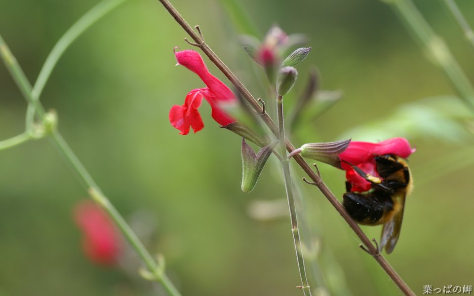 Japanese Spring Red Flower And Bee Photography