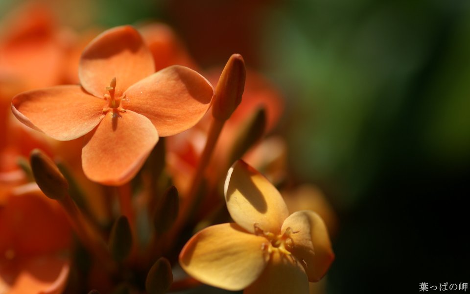 Orange Flower Special Closeup Warm Nature