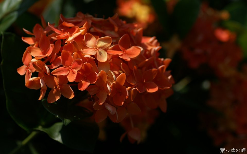 Tropical Orange Flower Photography Warm Light