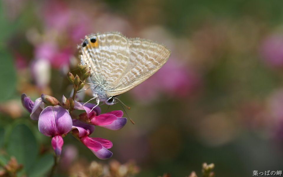Japanese Blue Butterfly On Purple Flower