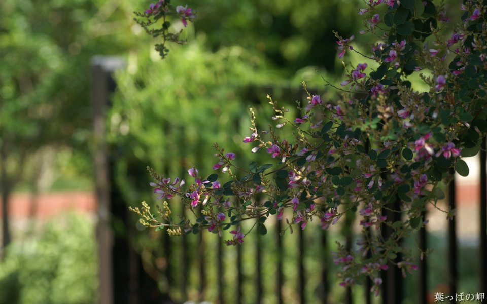 Japanese Garden Purple Flowers And Green Leaves Photography