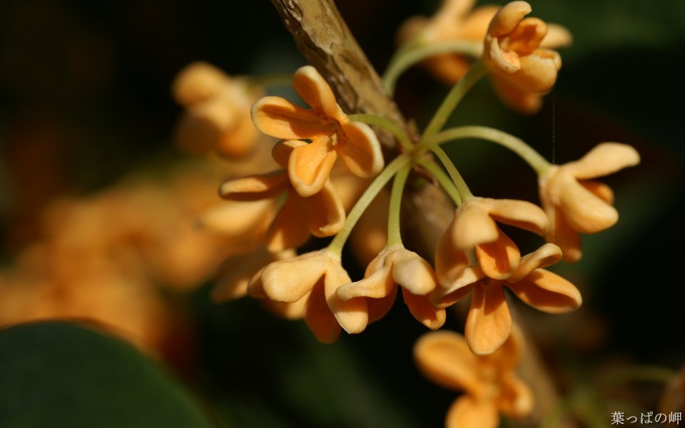 日本秋季桂花特写