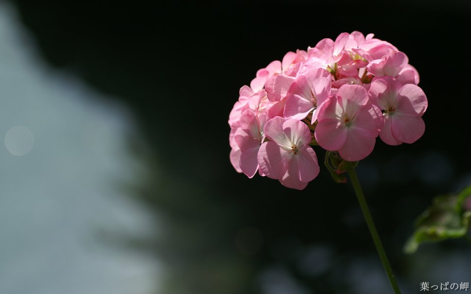 Japanese Pink Flower Photography
