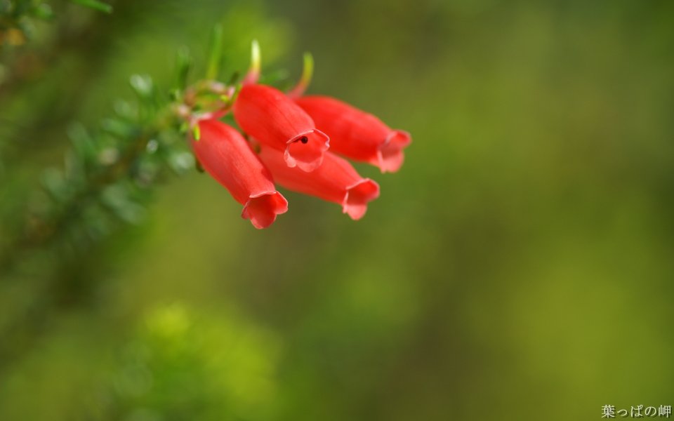 Australian Evergreen Flower Red Bell Shaped Bloom