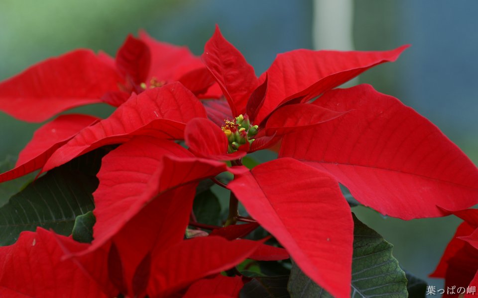 Poinsettia Xmas Flower Special
