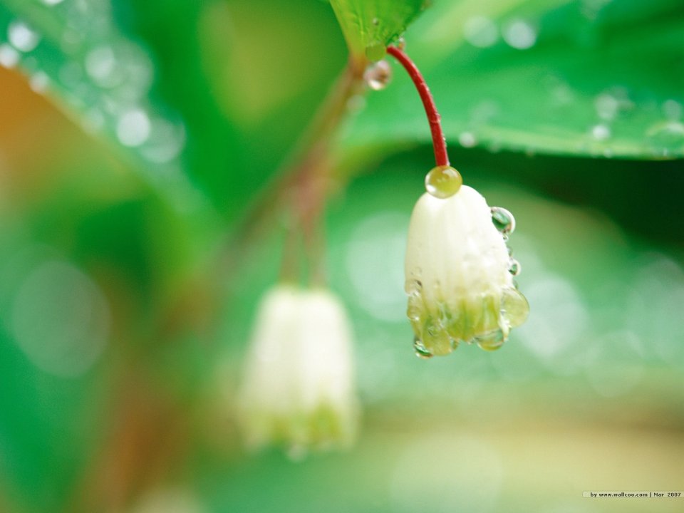 Fresh Lily Of The Valley After Rain