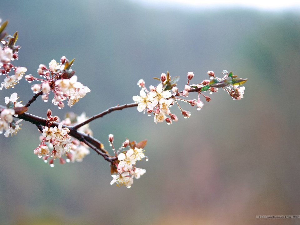Cherry Blossom Branch After Rain
