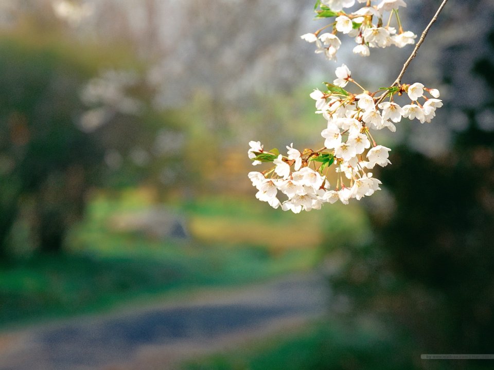 Blooming Cherry Blossoms In Spring