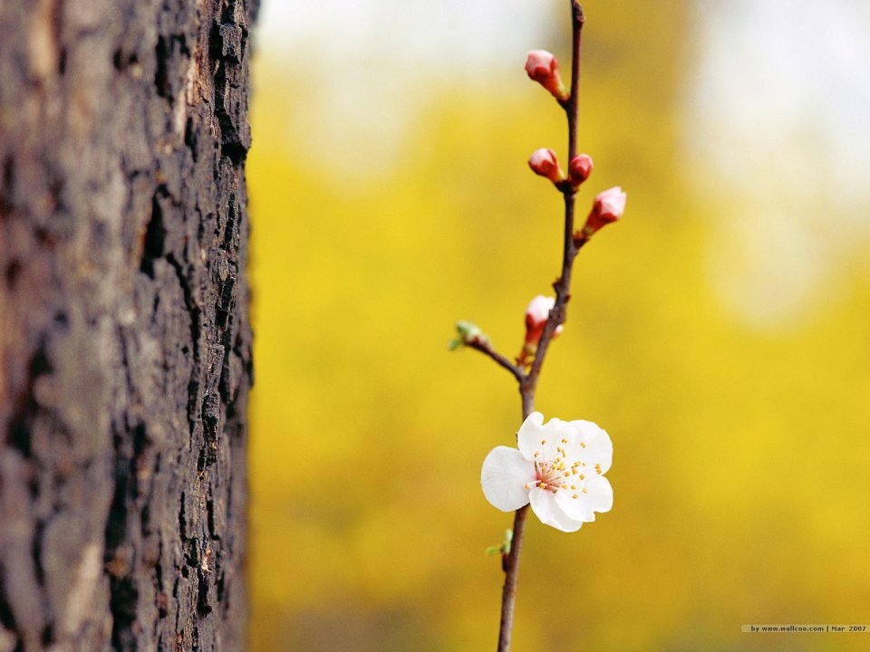 Spring Apricot Blossom Macro Photography