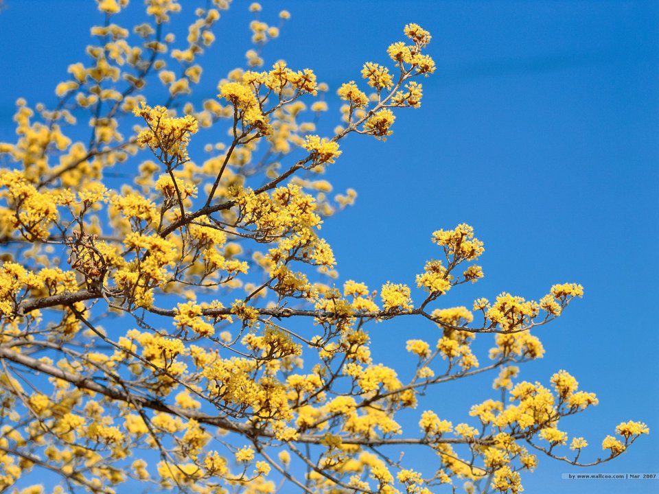 Blooming Yellow Cornus Flowers In Spring