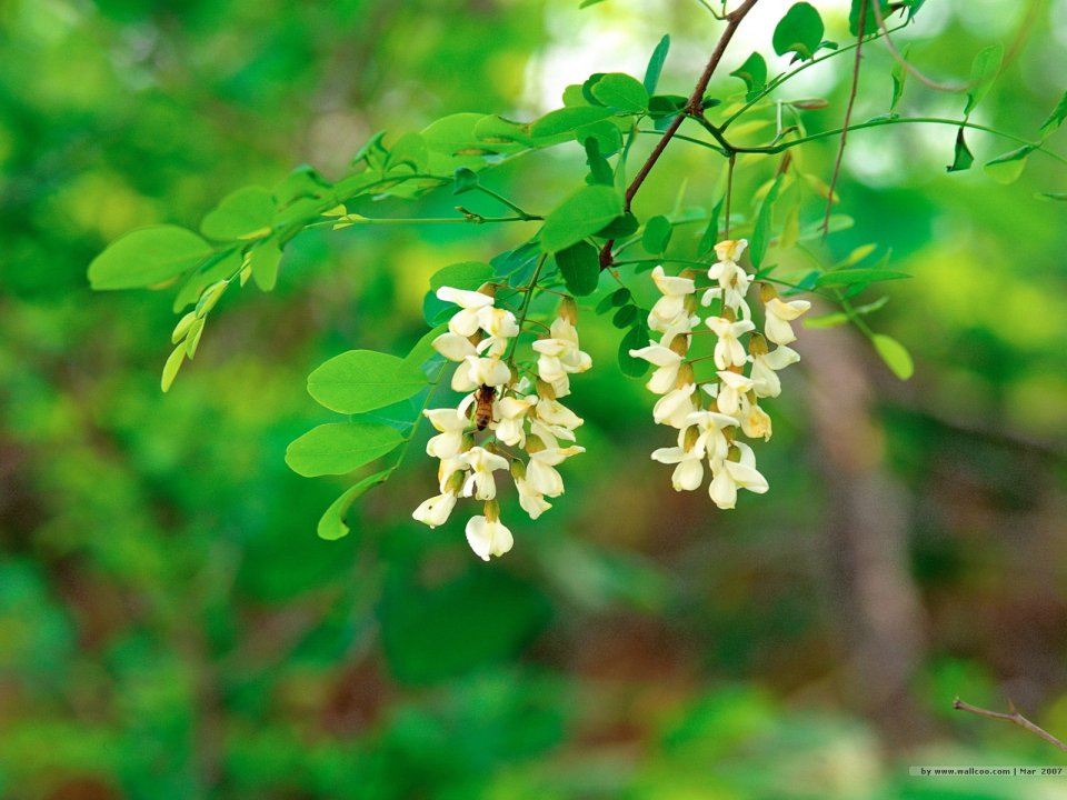 Blooming White Black Locust Flowers With Bee
