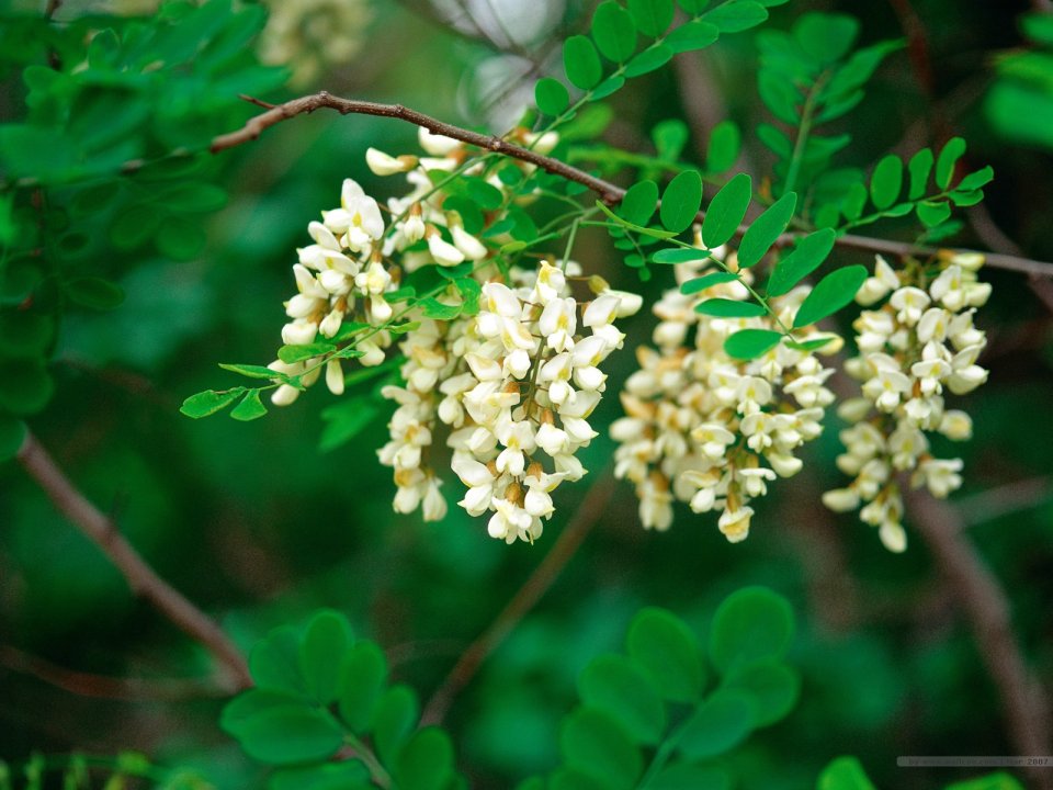 Blooming White Black Locust Flowers