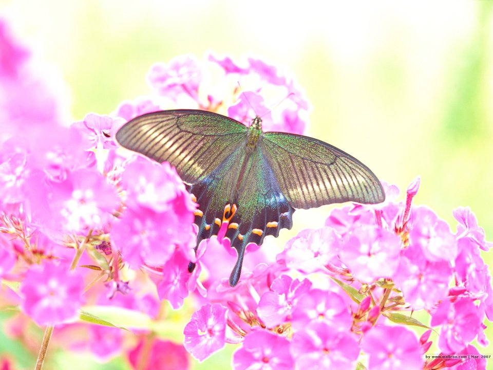 Green Swallowtail Butterfly On Pink Flowers
