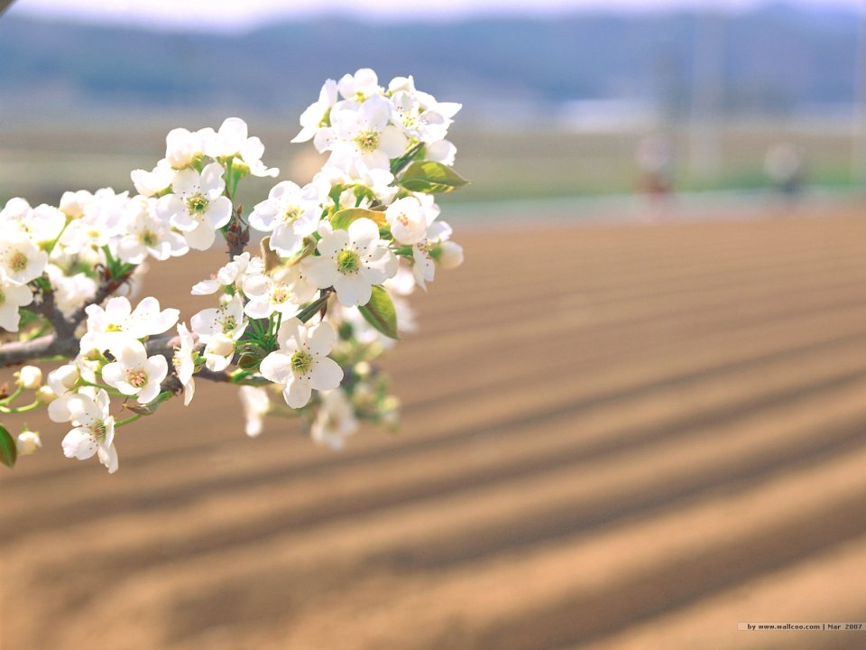 春日田野间的洁白梨花