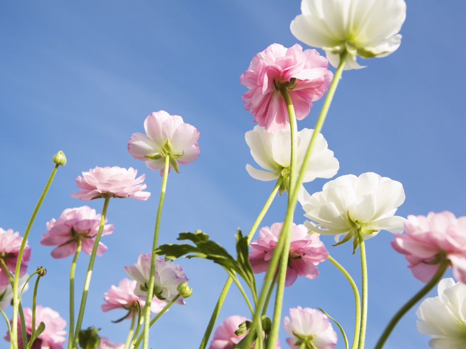 Wallcoo_blue_sky_and_flowers_hm081_350a