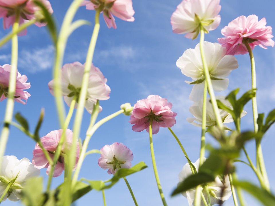 Wallcoo_blue_sky_and_flowers_hm082_350a