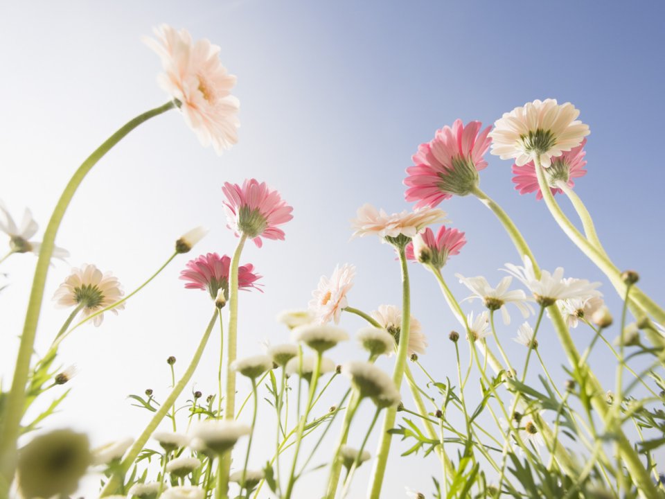Wallcoo_blue_sky_and_flowers_hm089_350a