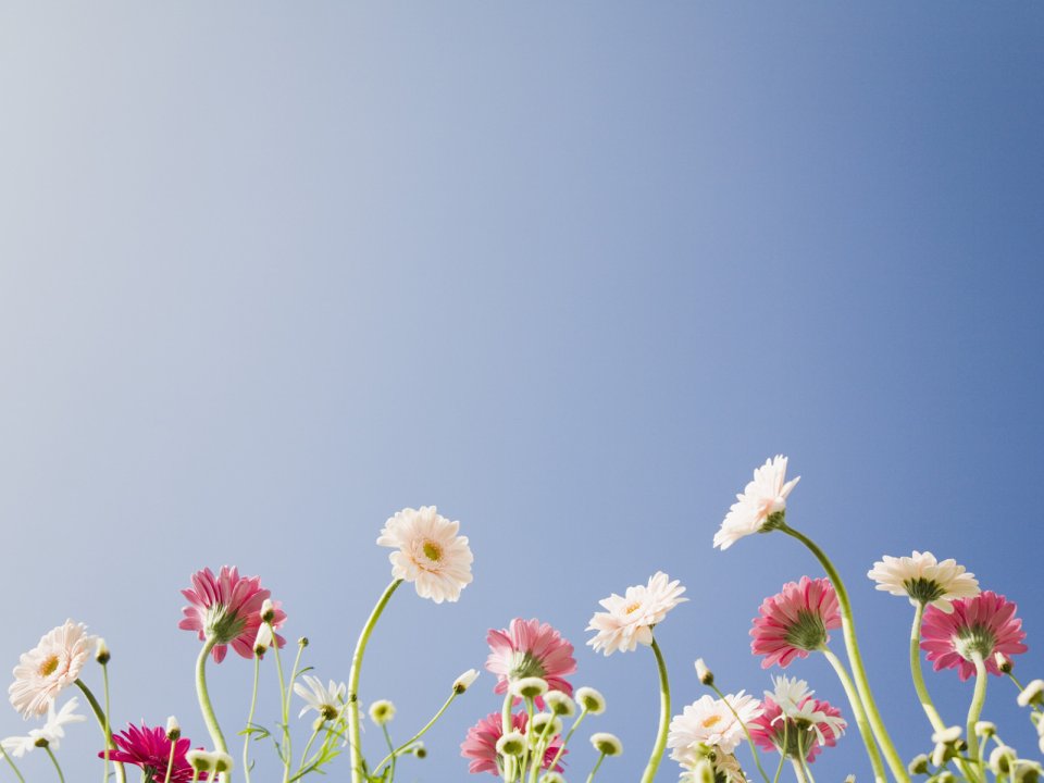 Wallcoo_blue_sky_and_flowers_hm092_350a