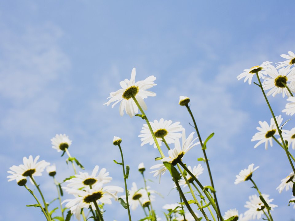 Wallcoo_blue_sky_and_flowers_hm103_350a