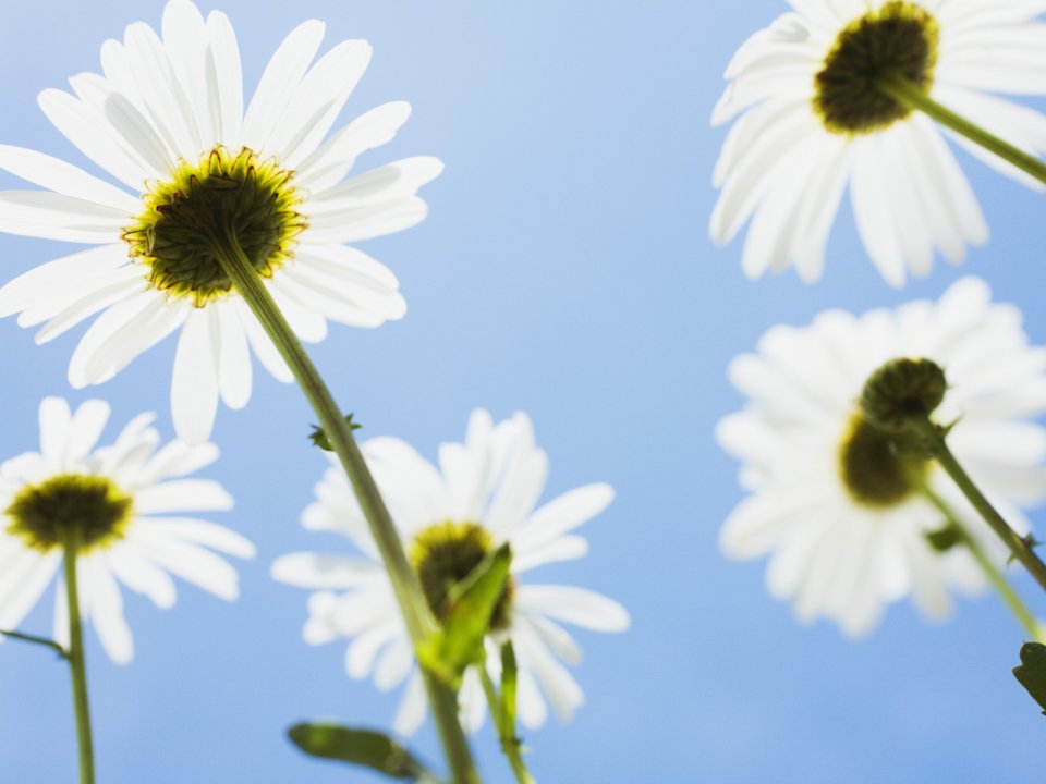 Wallcoo_blue_sky_and_flowers_hm105_350a
