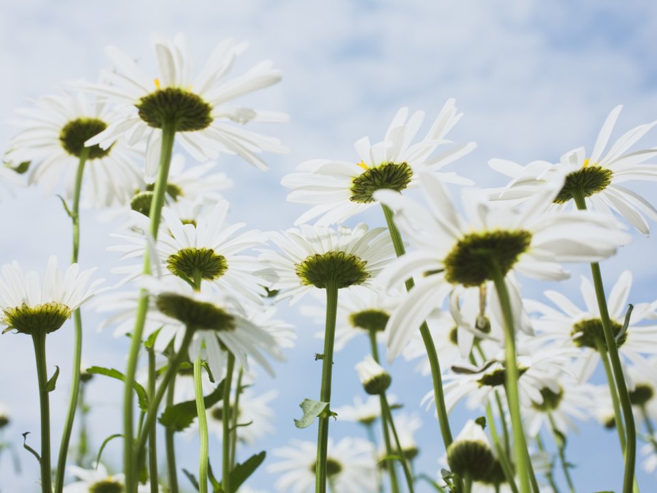 Wallcoo_blue_sky_and_flowers_hm106_350a