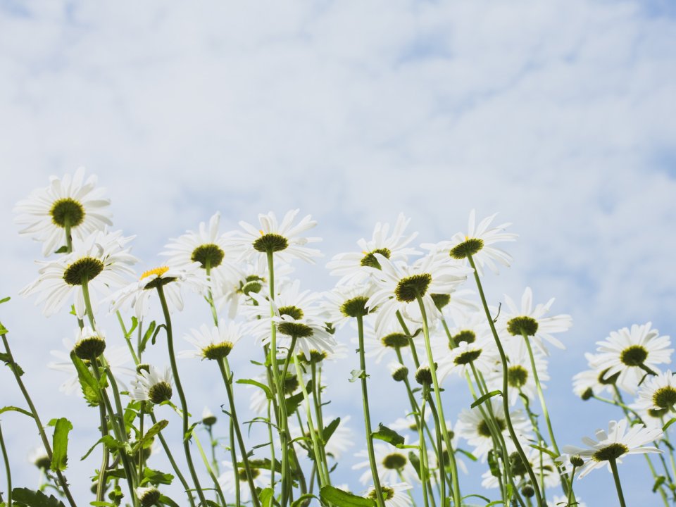 Wallcoo_blue_sky_and_flowers_hm107_350a