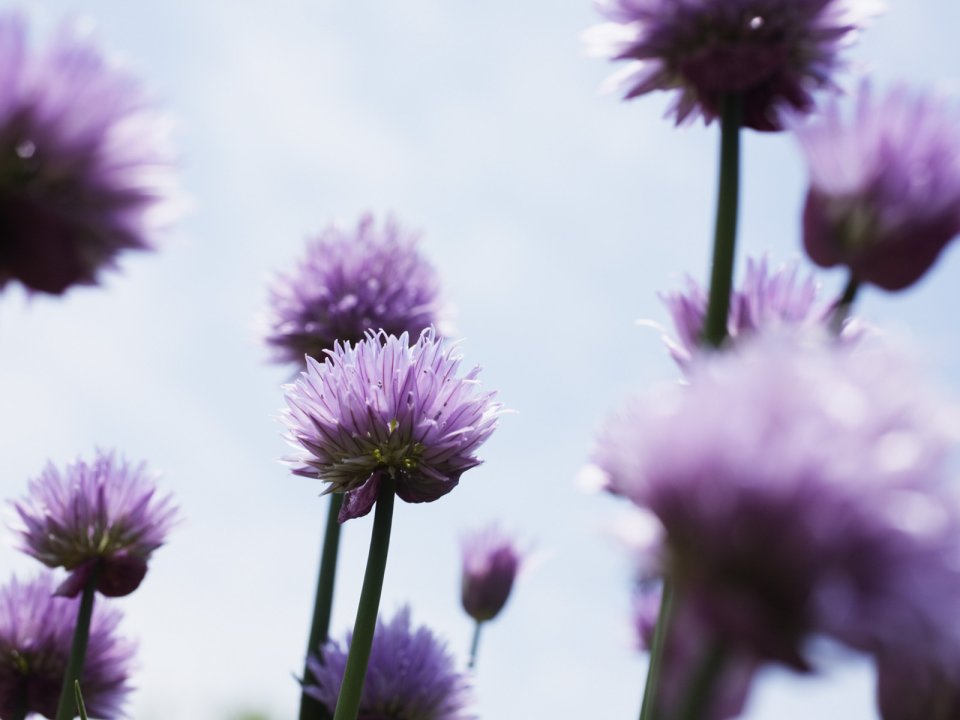 Wallcoo_blue_sky_and_flowers_hm115_350a