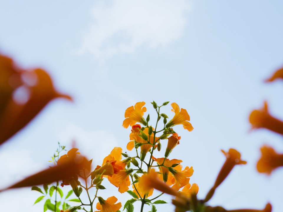 蓝天下的橙色凌霄花